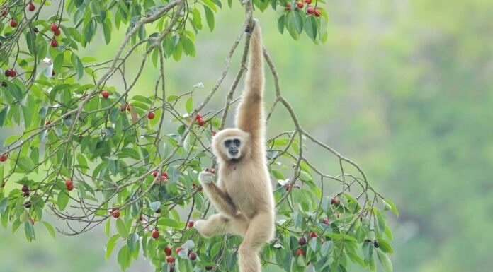 Gibbone comune, gibbone dalle mani bianche appeso al ramo di un albero