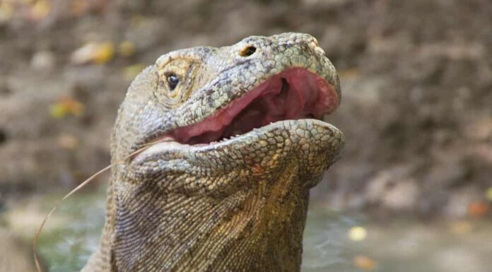 La lucertola del drago di Komodo più grande della terra che sorregge la testa del rettile.  Il primo piano con i denti nella bocca aperta del predatore con le narici sopra, Nusa Tenggara, Flores Indonesia