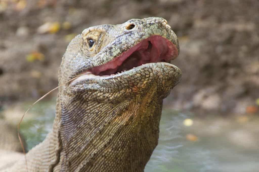 La lucertola del drago di Komodo più grande della terra che sorregge la testa del rettile.  Il primo piano con i denti nella bocca aperta del predatore con le narici sopra, Nusa Tenggara, Flores Indonesia