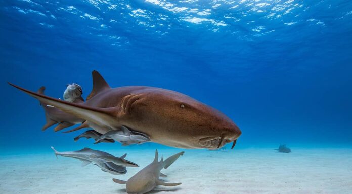 Guarda la vacanza di una donna prendere una svolta spaventosa quando scivola accanto a uno squalo in cerchio
