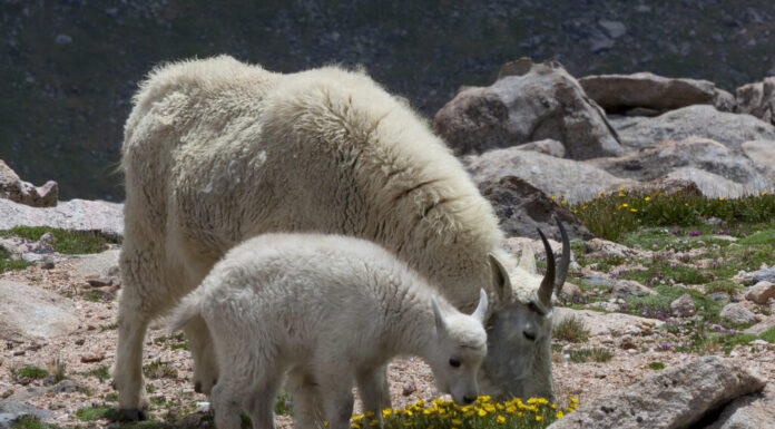Capre delle Montagne Rocciose