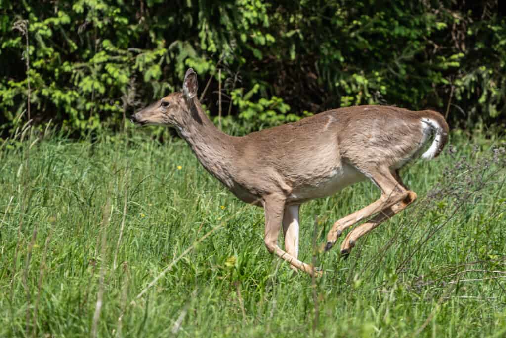 Cervo dalla coda bianca (Odocoileus virginianus) che salta attraverso il campo