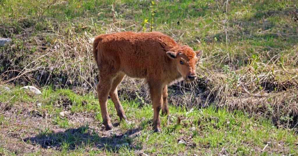 Vitello di bisonte di legno in primavera lungo l'autostrada dell'Alaska nella valle del fiume Liard, nella Columbia Britannica settentrionale, Canada