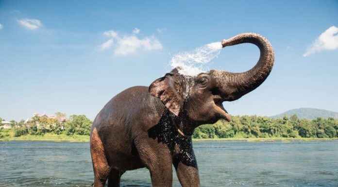 elefante africano contro elefante asiatico