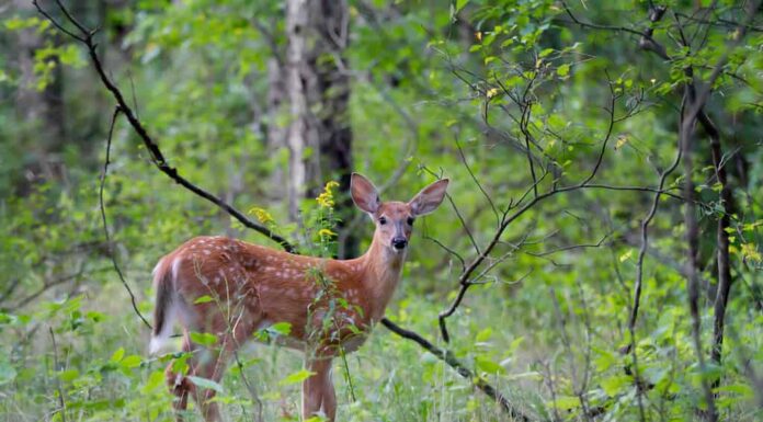 Cerbiatto dalla coda bianca che cammina nella foresta oscura in Canada