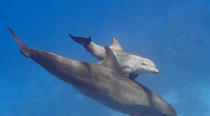 Coppia (genitore e figlio) delfini tursiopi selvatici che nuotano nel mare blu profondo vicino alla barriera corallina