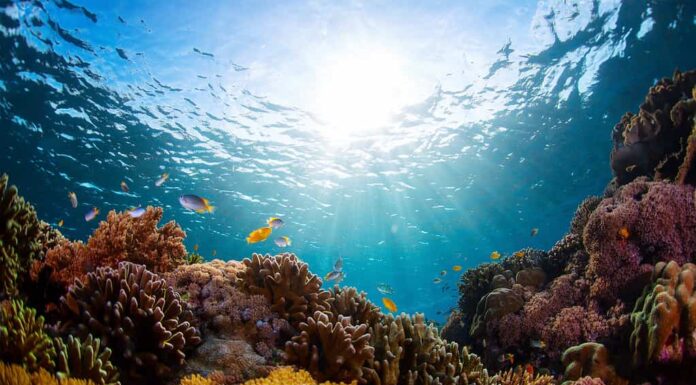 Barriera corallina, Mare, Corallo - Cnidari, Sottomarino, Biodiversità