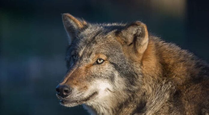 Lupo grigio misterioso (Canis lupus)