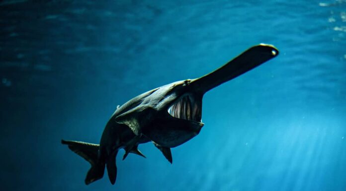 Il pesce spatola medio è lungo un metro e mezzo e pesa circa 60 libbre.