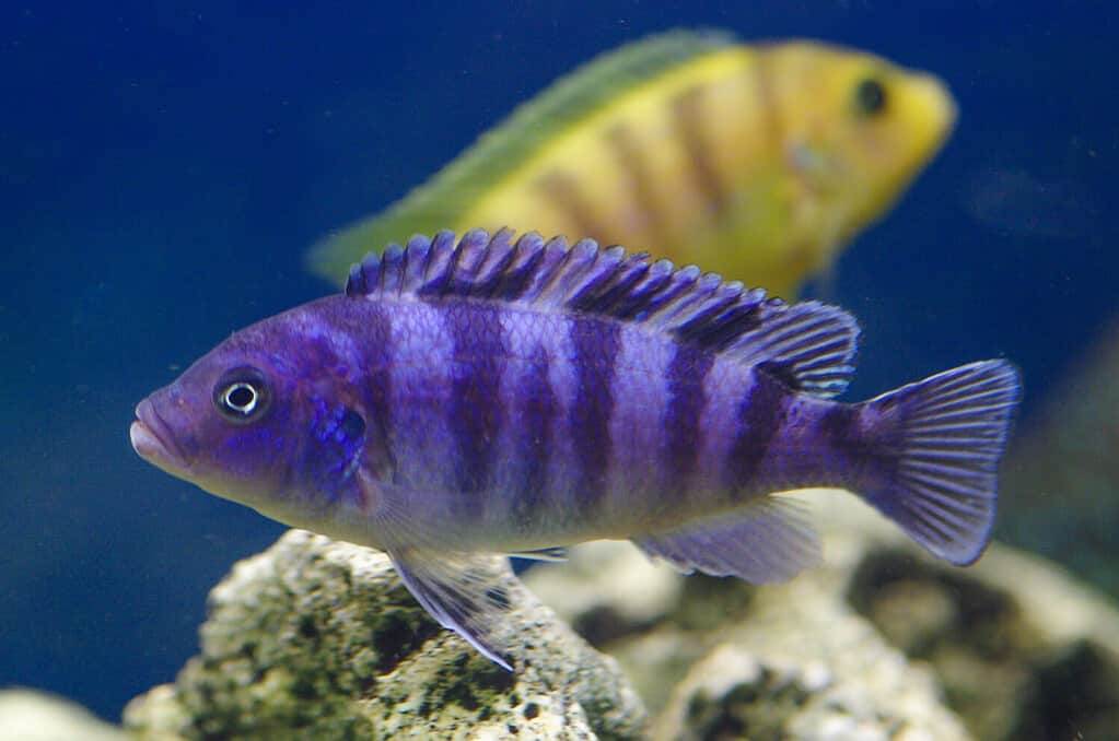 Ciclidi africani nell'acquario.  Ciclidi Pseudotropheus lombardoi africa nell'acquario