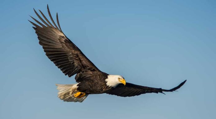 aquila calva americana che svetta contro il cielo azzurro