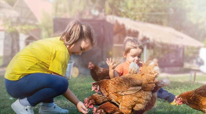 I bambini danno da mangiare ai polli