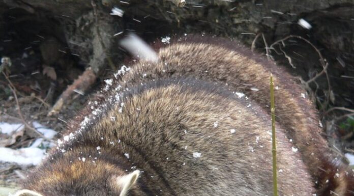 I procioni lavano davvero il cibo?
