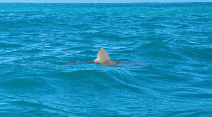 Africa, Pinna animale, Oceano Atlantico, Squalo baleniera di bronzo, Pinna dorsale Pinna dorsale di uno squalo baleniera di bronzo (Carcharhinus brachyurus) nella baia al largo di Kleinbaai, Sud Africa *Squalo smeriglio (modificato)