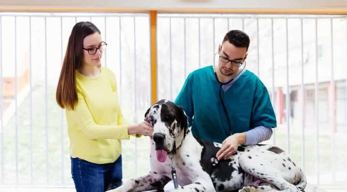 Proprietaria con il suo alano al veterinario.