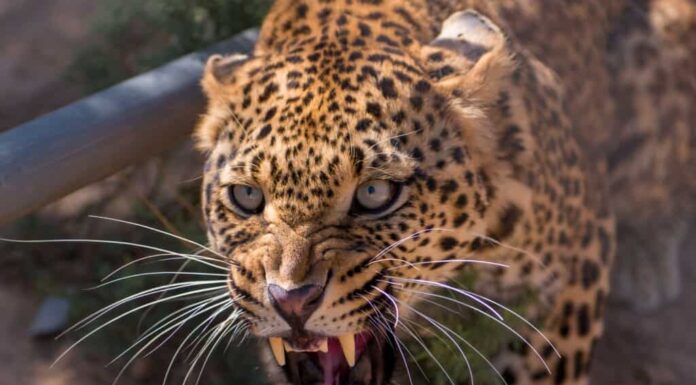 leopardo