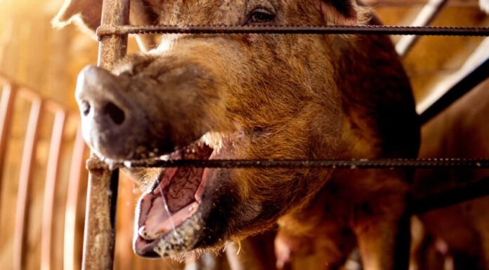 Denti di maiale - Maiale con la bocca aperta