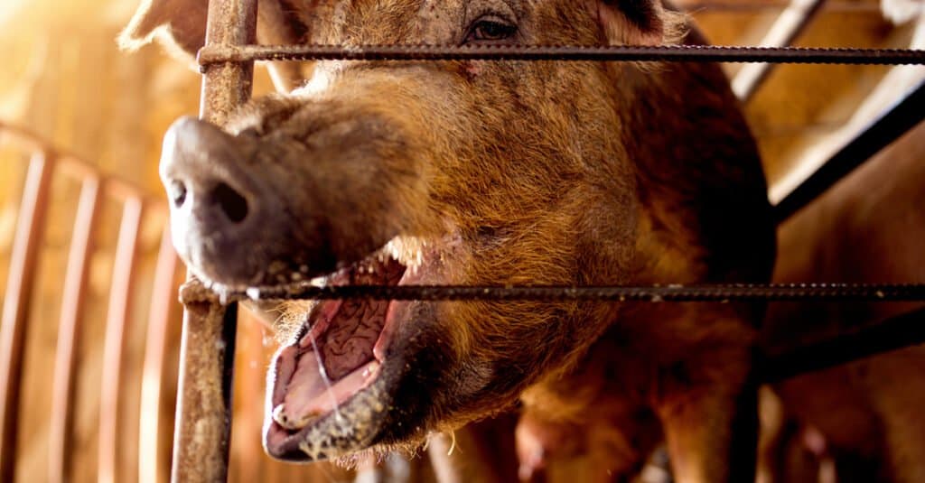 Denti di maiale - Maiale con la bocca aperta