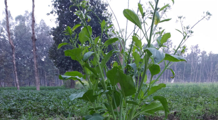 il ravanello gigante nel villaggio indiano