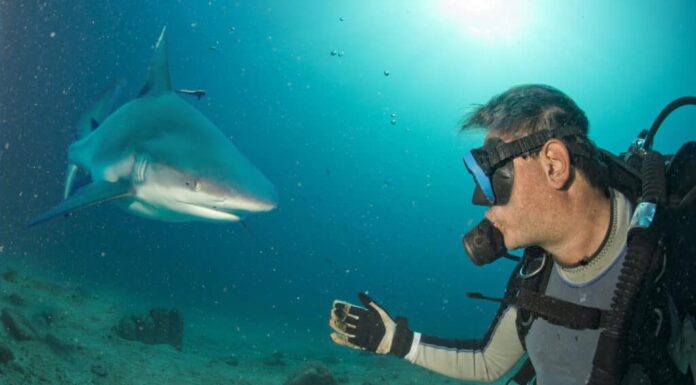 Uno squalo del reef dà una testata al subacqueo che evita una chiamata ravvicinata.