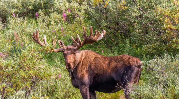Alce toro dell'Alaska