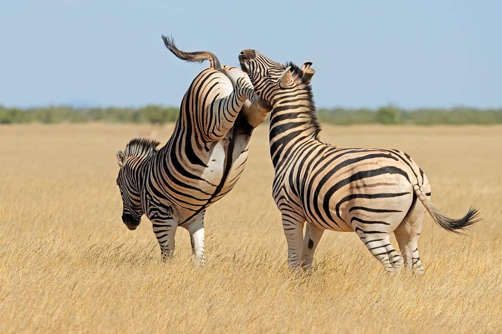 Parco Nazionale Etosha, Namibia