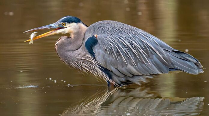 Airone blu maggiore che cerca e cattura un pasto di pesce