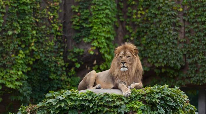 Leone maschio.  Lo zoo del parco di Lincoln.  Chicago, IL.