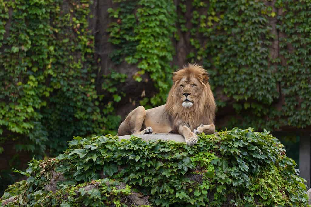 Leone maschio.  Lo zoo del parco di Lincoln.  Chicago, IL.