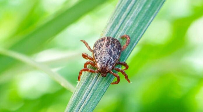 Le zecche utilizzano l'elettricità statica per volare nell'aria.