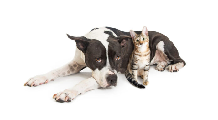 Grande cane che si trova con il piccolo gattino