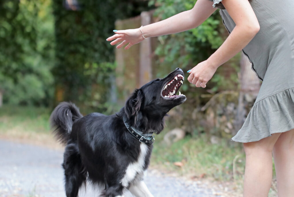 Cane aggressivo che attacca una giovane donna caucasica.  Border collie bianco e nero che morde una persona.  Ragazza indifesa che viene morsa da un cane randagio non addestrato.  Il cane spaventato morde al parco.