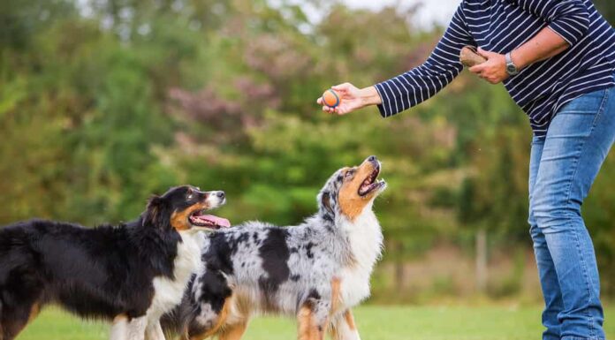 una donna si allena con due cani da pastore australiani su un campo di addestramento per cani