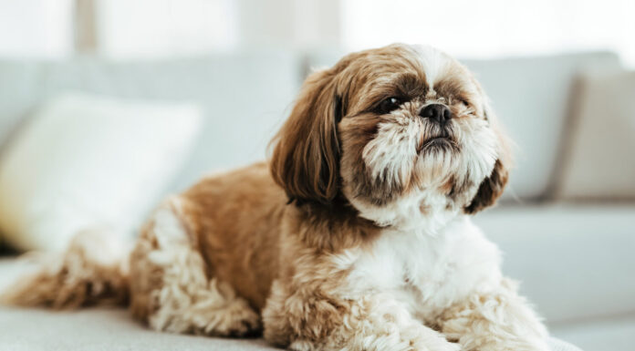 Cane Shih Tzu che si rilassa sul divano del soggiorno. 