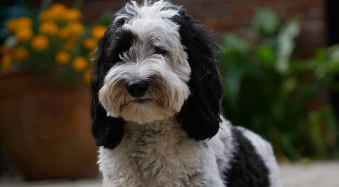 Cagna Labradoodle (parti) sdraiata in un cortile di fronte a un'aiuola
