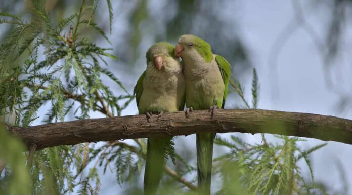 Una coppia di parrocchetti monaci (myiopsitta monachus), o pappagalli quaccheri, che si coccolano su un albero in un parco a Buenos Aires
