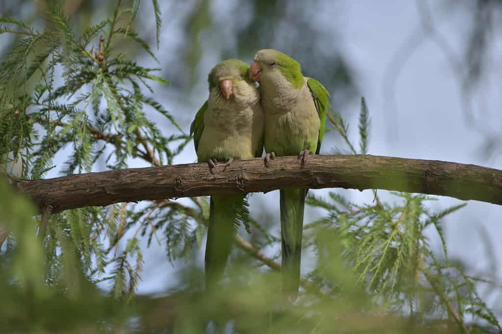 Una coppia di parrocchetti monaci (myiopsitta monachus), o pappagalli quaccheri, che si coccolano su un albero in un parco a Buenos Aires