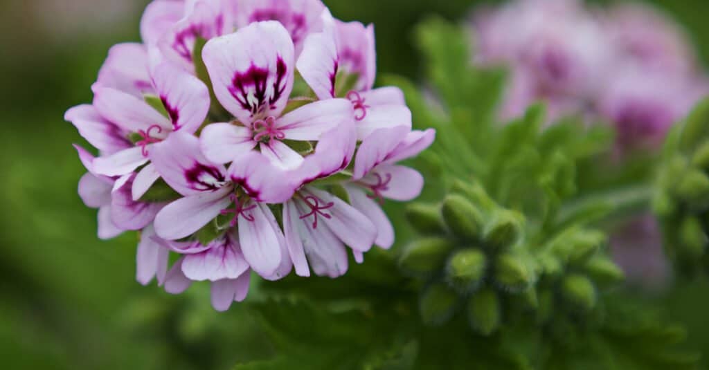 I gerani sono velenosi per cani e gatti? Pelargonium