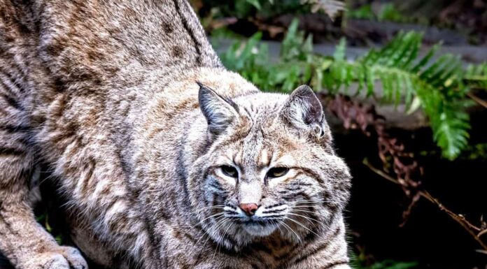 Una lince rossa con segni dettagliati sulla pelliccia che affila gli artigli su un tronco