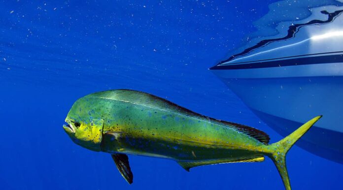 mahi-mahi