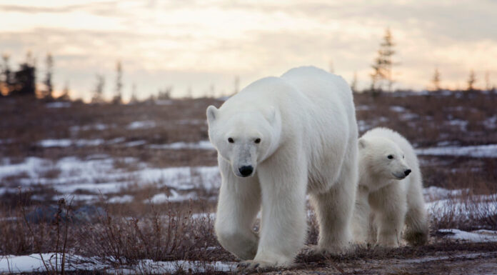 La scrofa e il cucciolo dell'orso polare camminano lungo la strada sterrata a Churchill, Manitoba, Canada al crepuscolo.  