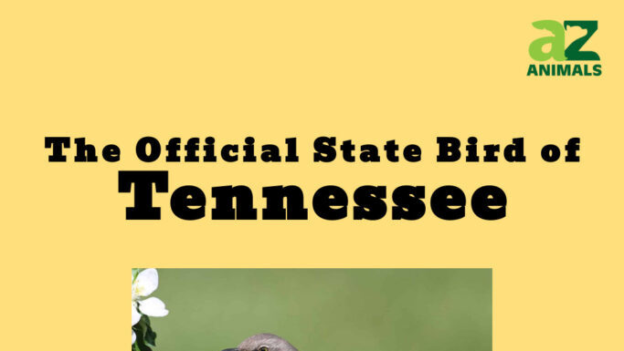 Scopri l'uccello ufficiale dello stato del Tennessee
