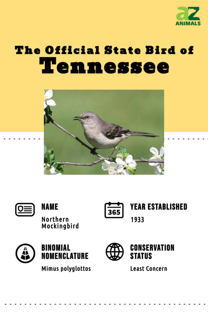 Scopri l'uccello ufficiale dello stato del Tennessee