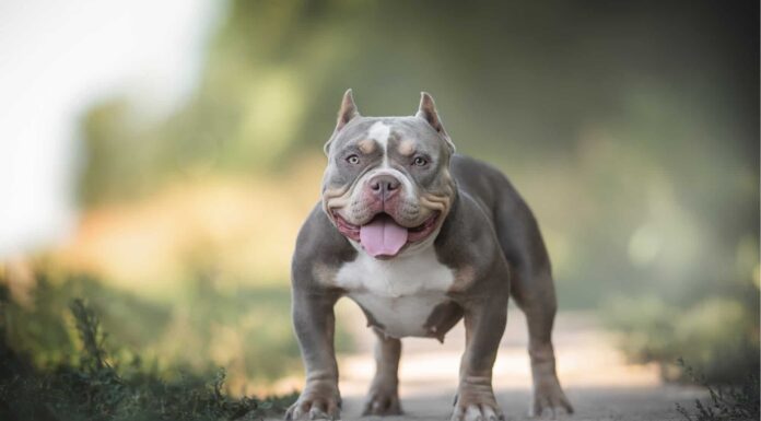 Scopri perché il Regno Unito è pronto a vietare i cani American Bully XL
