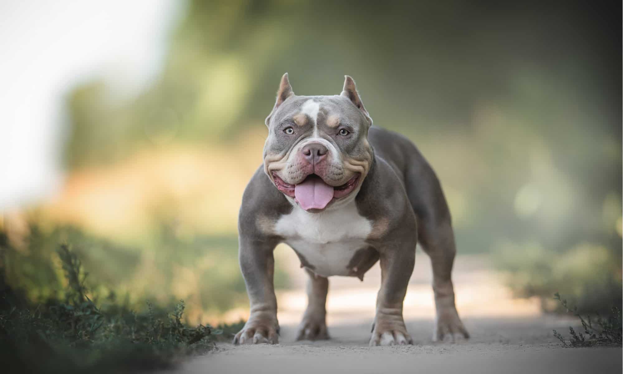 Scopri perché il Regno Unito è pronto a vietare i cani American Bully XL