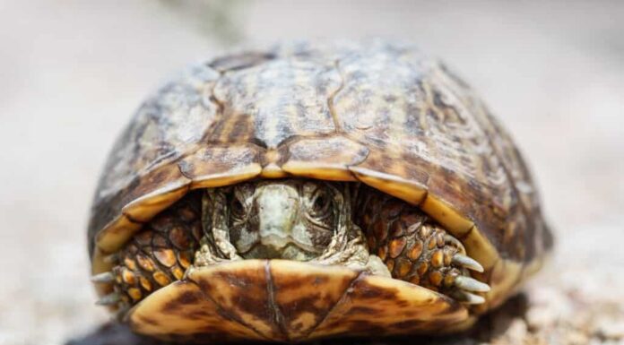 tartaruga scatola ornata nel suo guscio