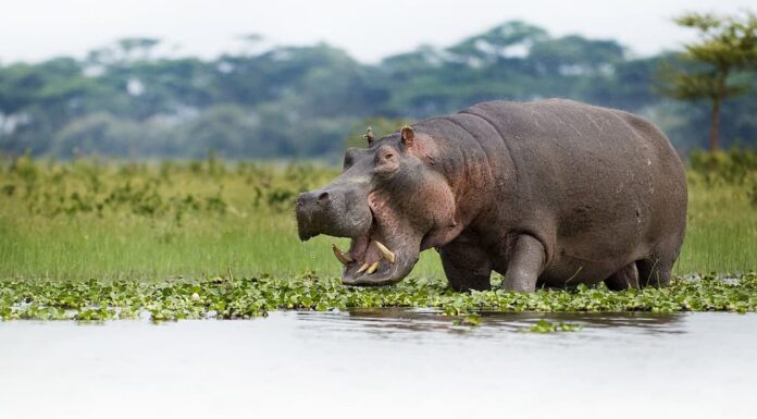 Ippopotami che pascono sul bordo del lago Naivasha, Kenya.