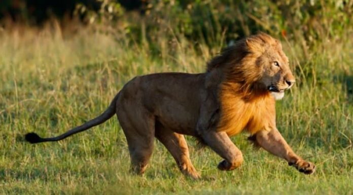 Animali nel Regno Unito