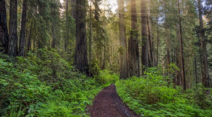 Raggi di sole e percorso attraverso felci e alberi di sequoia, Del Norte Coast Redwoods State Park, Damnation Creek Trail, California