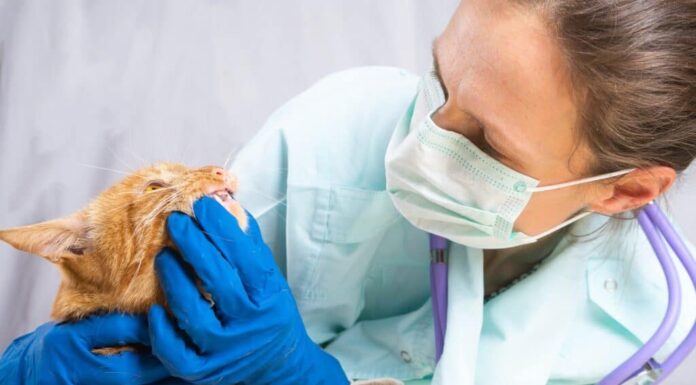 Assicurazione per animali domestici Costco